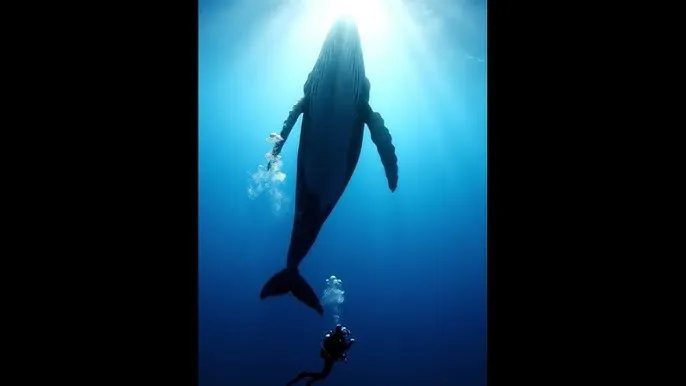 ut聊天 - 深蓝星球：探索海洋深处的未知世界